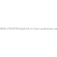 PRKCA sgRNA CRISPR/Cas9 All-in-One Lentivector set (Human)